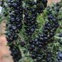 Lycium ruthenicum 60 Seeds