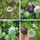 New Passiflora Edulis Passion Fruit 60 Seeds