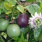 New Passiflora Edulis Passion Fruit 60 Seeds