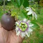 New Passiflora Edulis Passion Fruit 60 Seeds