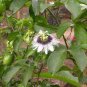 New Passiflora Edulis Passion Fruit 60 Seeds