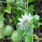 New Passiflora Edulis Passion Fruit 60 Seeds