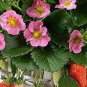 Pikan Strawberry 200 Seeds