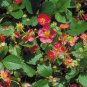 Pikan Strawberry 200 Seeds