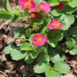 Pikan Strawberry 200 Seeds