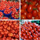 Imported Tomato 200 Seeds