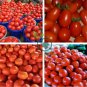 Imported Tomato 200 Seeds