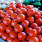 Imported Tomato 200 Seeds