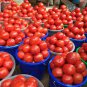 Imported Tomato 200 Seeds