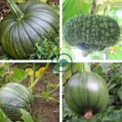 Archaizing Antique Pumpkin 8 Seeds
