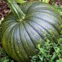 Archaizing Antique Pumpkin 8 Seeds