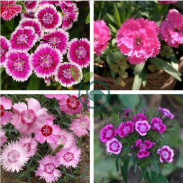 Colorful Pink Seeds Dianthus Chinensis Flower Garden 100 Seeds