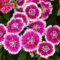 Colorful Pink Seeds Dianthus Chinensis Flower Garden 100 Seeds