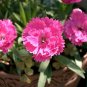Colorful Pink Seeds Dianthus Chinensis Flower Garden 100 Seeds