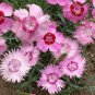 Colorful Pink Seeds Dianthus Chinensis Flower Garden 100 Seeds