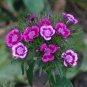 Colorful Pink Seeds Dianthus Chinensis Flower Garden 100 Seeds
