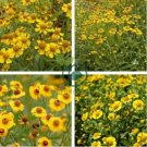 Beautiful Sneezeweed Flower 100 Seeds