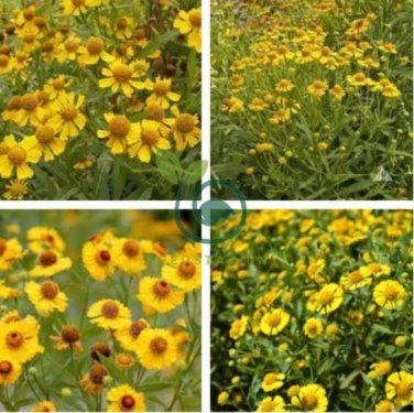 Beautiful Sneezeweed Flower 100 Seeds