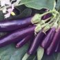 Heirloom Rare Long eggplant 40 Seeds