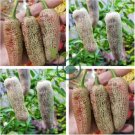 Farmers Jalapeno Pepper 10 Seeds