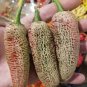 Farmers Jalapeno Pepper 10 Seeds