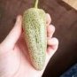 Farmers Jalapeno Pepper 10 Seeds