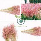 Beautiful Limonium Valentine flower 100 Seeds