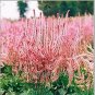 Beautiful Limonium Valentine flower 100 Seeds