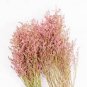 Beautiful Limonium Valentine flower 100 Seeds