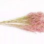 Beautiful Limonium Valentine flower 100 Seeds