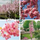 Perennial Plant Japanese Cherry Trees Potted 10 Seeds