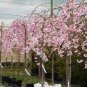 Perennial Plant Japanese Cherry Trees Potted 10 Seeds