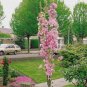 Perennial Plant Japanese Cherry Trees Potted 10 Seeds