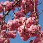 Perennial Plant Japanese Cherry Trees Potted 10 Seeds