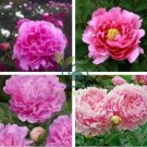 Heirloom 'Rui Yue Jing' Double Pink Peony Fragrant Flower 10 Seeds