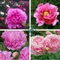 Heirloom 'Rui Yue Jing' Double Pink Peony Fragrant Flower 10 Seeds