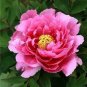 Heirloom 'Rui Yue Jing' Double Pink Peony Fragrant Flower 10 Seeds