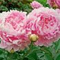 Heirloom 'Rui Yue Jing' Double Pink Peony Fragrant Flower 10 Seeds