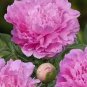 Heirloom 'Rui Yue Jing' Double Pink Peony Fragrant Flower 10 Seeds