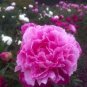Heirloom 'Rui Yue Jing' Double Pink Peony Fragrant Flower 10 Seeds