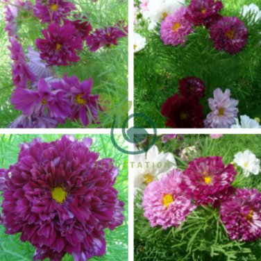 Purple (Mixed) Cosmos Bipinnatus Coreopsis 10 Seeds