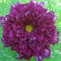 Purple (Mixed) Cosmos Bipinnatus Coreopsis 10 Seeds