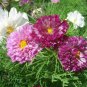 Purple (Mixed) Cosmos Bipinnatus Coreopsis 10 Seeds