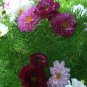 Purple (Mixed) Cosmos Bipinnatus Coreopsis 10 Seeds