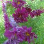 Purple (Mixed) Cosmos Bipinnatus Coreopsis 100 Seeds