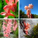 South Africa Rare Watsonia 6 Seeds