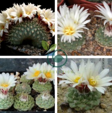 Strombocactus Disciformis Cactus 20 Seeds