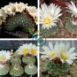 Strombocactus Disciformis Cactus 20 Seeds