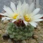 Strombocactus Disciformis Cactus 20 Seeds