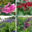 Mixed 5 Typed of Salvia with Tubular Flowers 40 Seeds